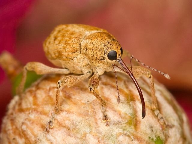 **Jak radzić sobie z minimalną głębią ostrości w mikrofotografii alpejskiej? - Przewodnik krok po kroku po focus stacking.** - 3 2025